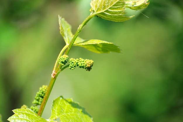 Vid de uva en flor y brotes