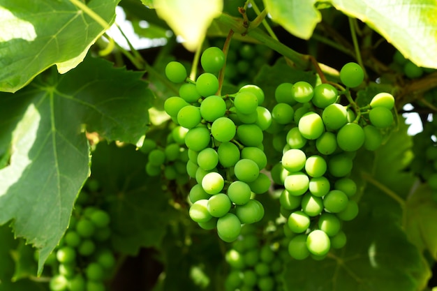 Vid de uva con uvas verdes que crecen en viñedo orgánico