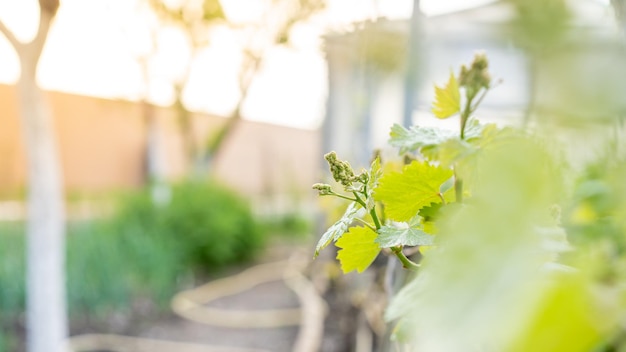 Vid, uvas jóvenes en el jardín, horticultura y comida limitada