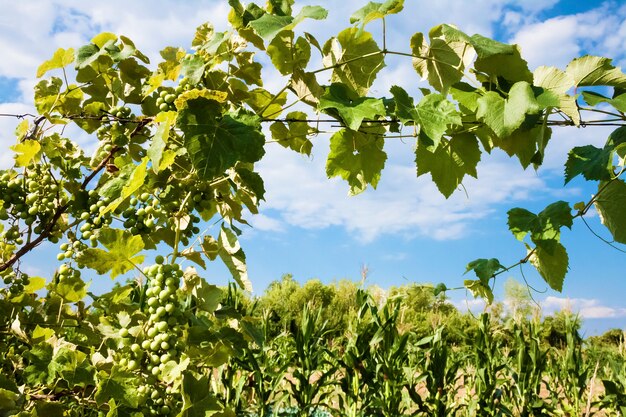 Vid con uvas verdes sobre fondo de cielo nublado