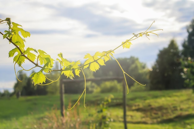 Vid verde Escena rural al aire libre