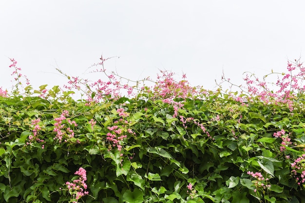 Vid verde con flores rosas