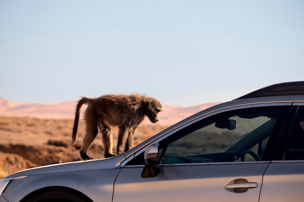 Vida africana salvaje Un gran babuino macho sentado en el capó del coche en un día soleado