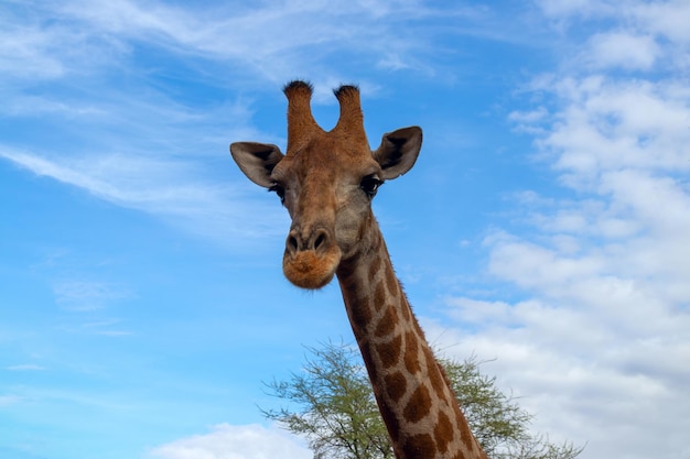 Vida africana salvaje Una gran jirafa sudafricana común en el cielo azul de verano Namibia