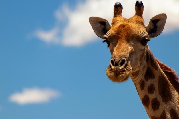Vida africana salvaje Una gran jirafa sudafricana común en el cielo azul de verano