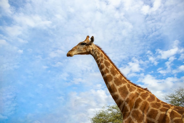 Vida africana salvaje Una gran jirafa sudafricana común en el cielo azul de verano