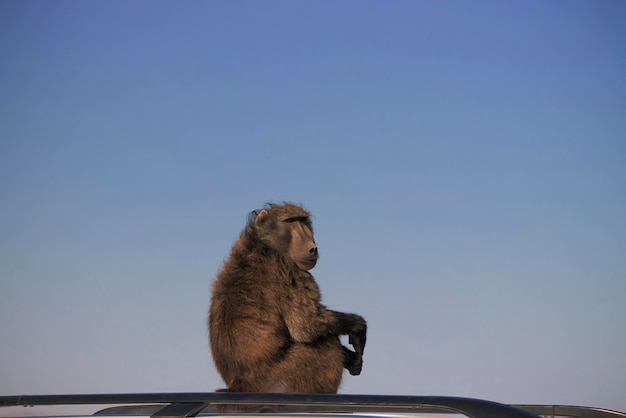 Vida africana selvagem Um grande babuíno macho sentado no teto do carro em um dia ensolarado