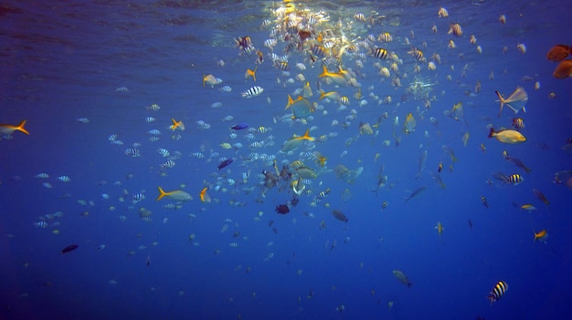 vida bajo el agua