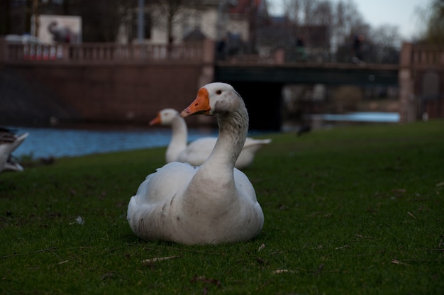 Vida animal em amsterdã, países baixos