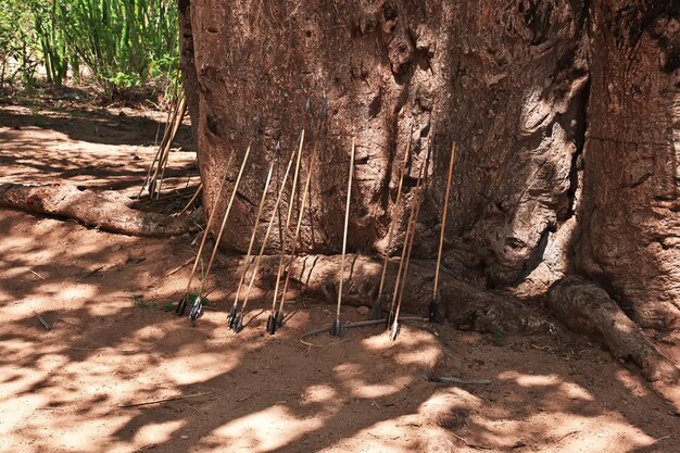 Foto la vida de los bosquimanos en áfrica