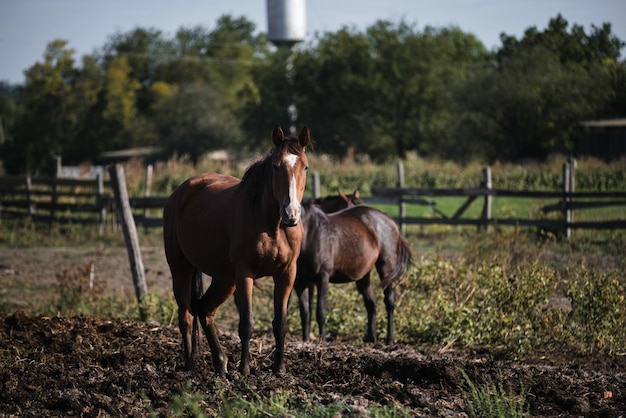 La vida en el campo al aire libre y la granja de caballos con sementales de pura sangreDos caballos detrás juntos