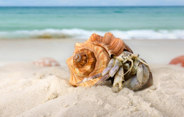 Vida cangrejo ermitaño en la playa