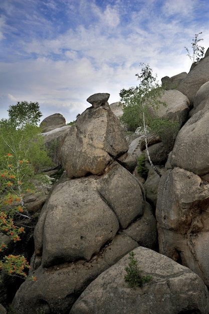 Foto vida de árvores entre as rochas. o vidoeiro cresce entre grandes pedras.