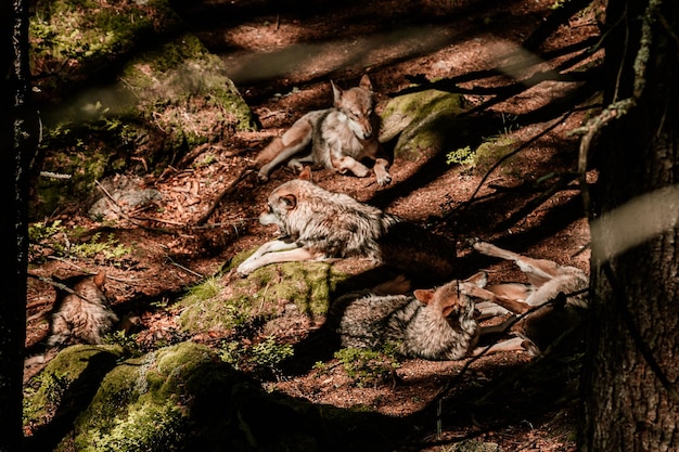 Vida de grampos de lobo Srni National Park Sumava República Tcheca