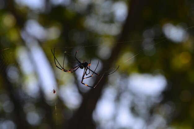 vida de teia e aranha na natureza