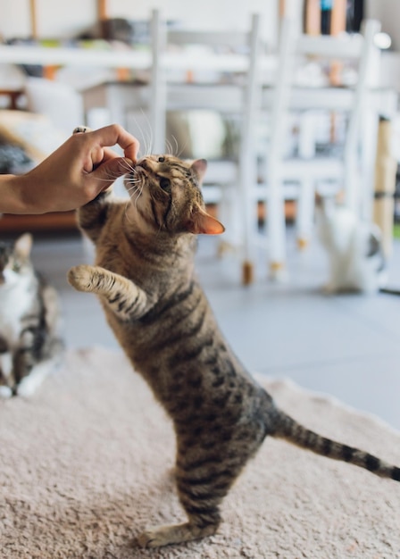 Vida doméstica com jovem de estimação dá seu lanche de carne de gato