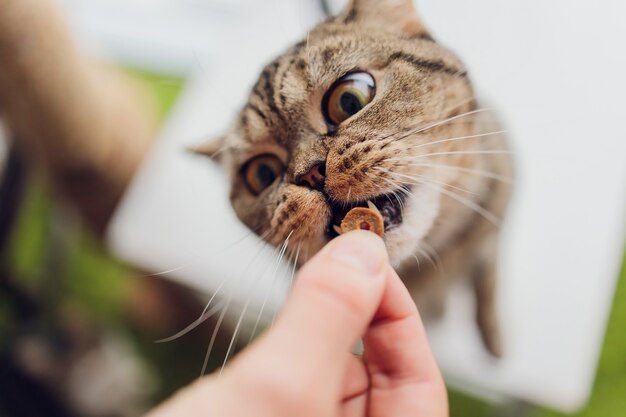 Vida doméstica con mascota. Joven le da a su bocadillo de carne de gato.