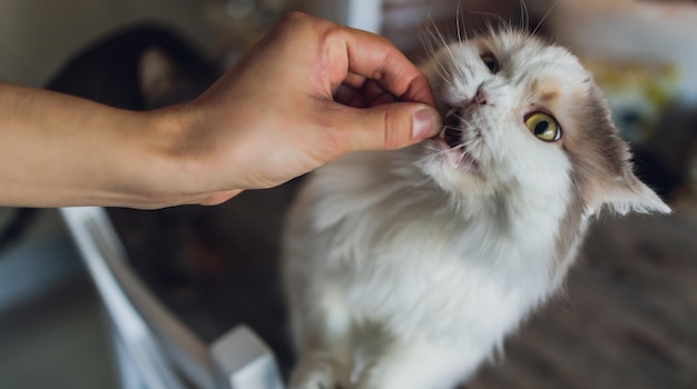 Vida doméstica con mascota joven le da a su gato un bocadillo de carne