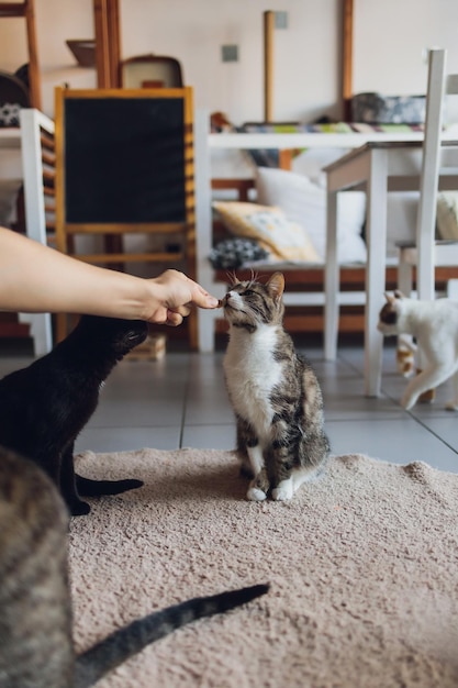 Foto vida doméstica con mascota joven le da a su gato un bocadillo de carne