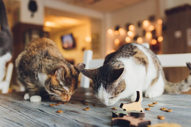 Foto vida doméstica con mascota. joven le da a su gato merienda de carne