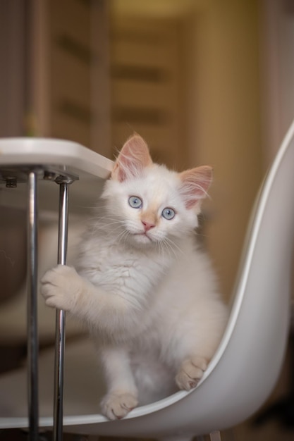 Vida em casa com um animal de estimação Gatinho brinca em uma cadeira