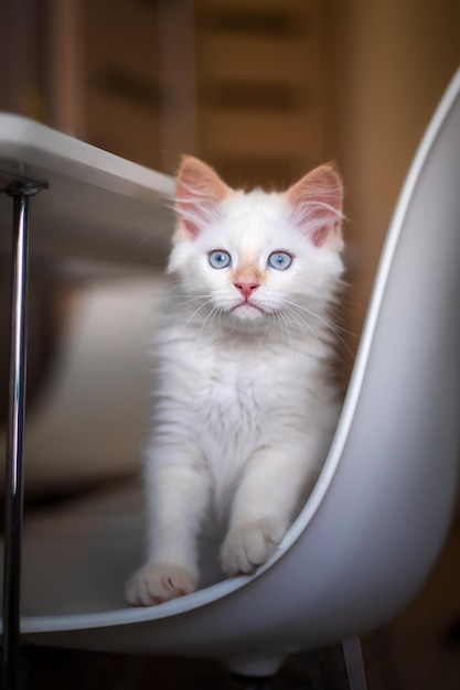 Vida em casa com um animal de estimação Gatinho brinca em uma cadeira