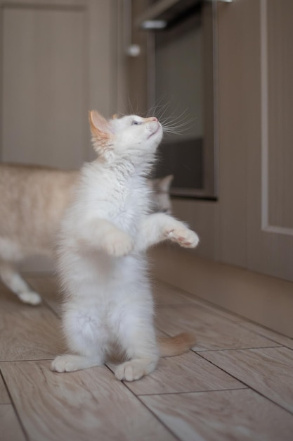 Vida em casa com um animal de estimação Gatinho brinca na cozinha