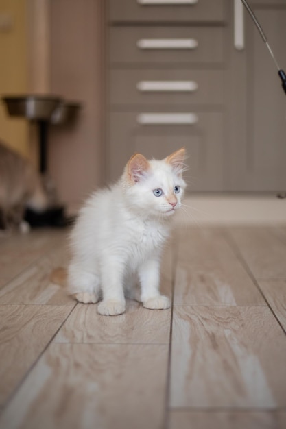 Vida em casa com um gatinho de estimação brincando