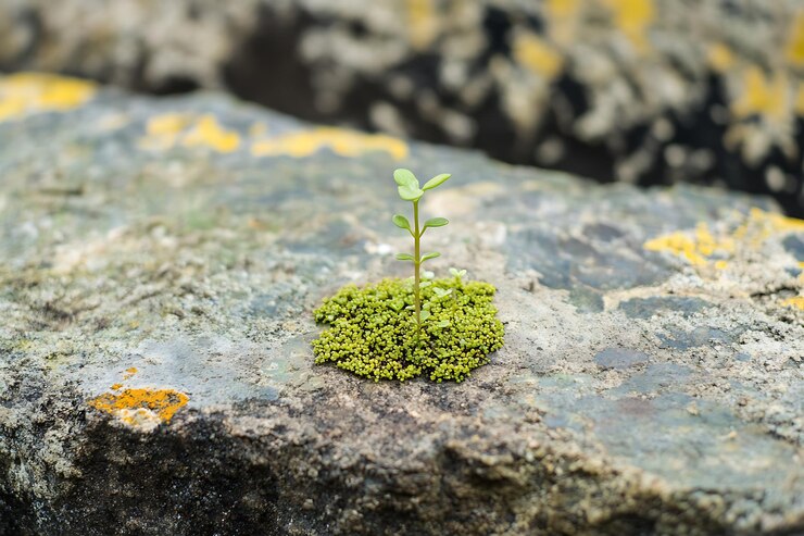 La vida emerge de una superficie rocosa