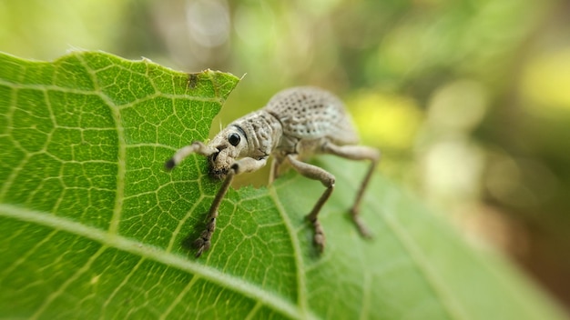 La vida del gorgojo en la naturaleza