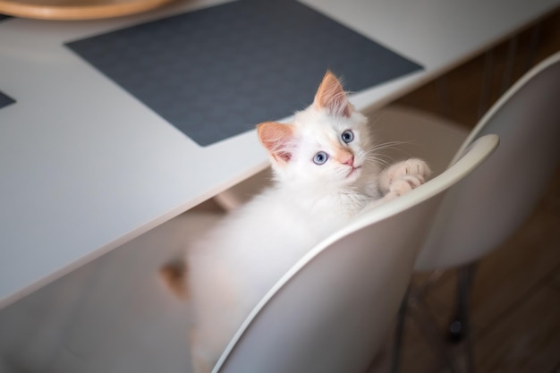 Vida hogareña con una mascota Gatito juega en una silla