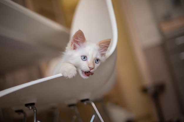 Vida hogareña con una mascota Gatito juega en una silla