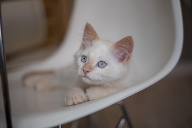 Vida hogareña con una mascota Gatito juega en una silla