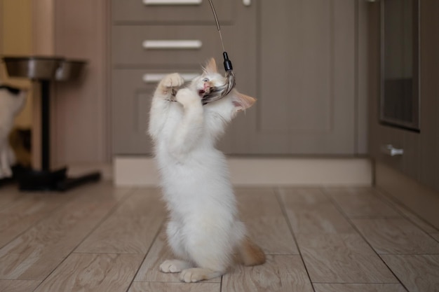 Vida hogareña con una mascota Gatito jugando