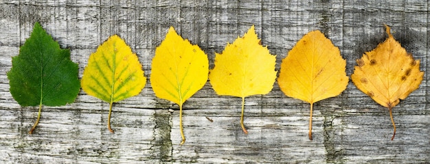 La vida de una hoja en otoño.