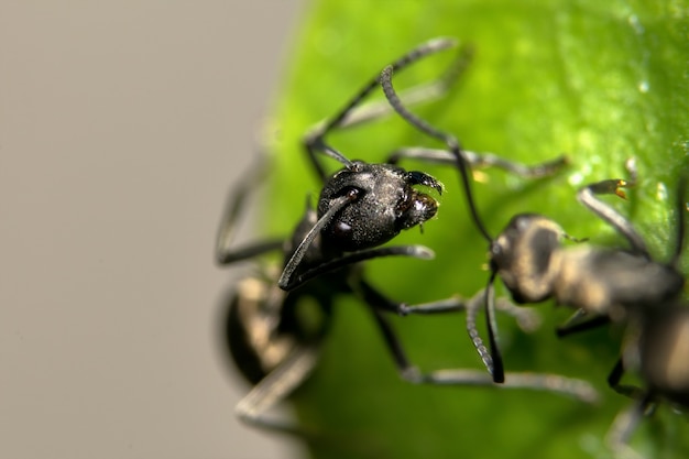 Vida de hormigas macro