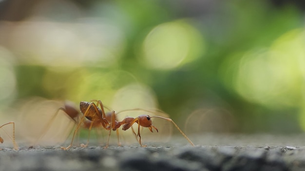 Foto la vida de las hormigas y sus colonias en la naturaleza.