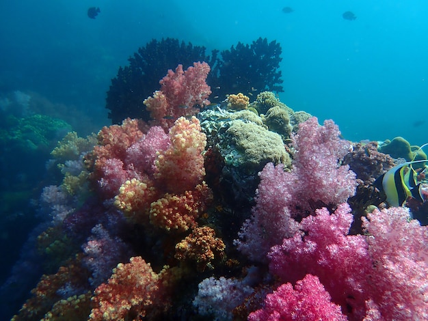 Vida marina bajo el agua de mar