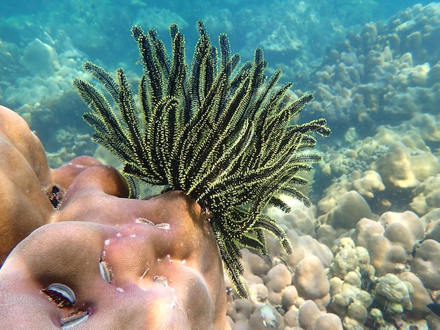 Foto vida marina bajo el agua de mar