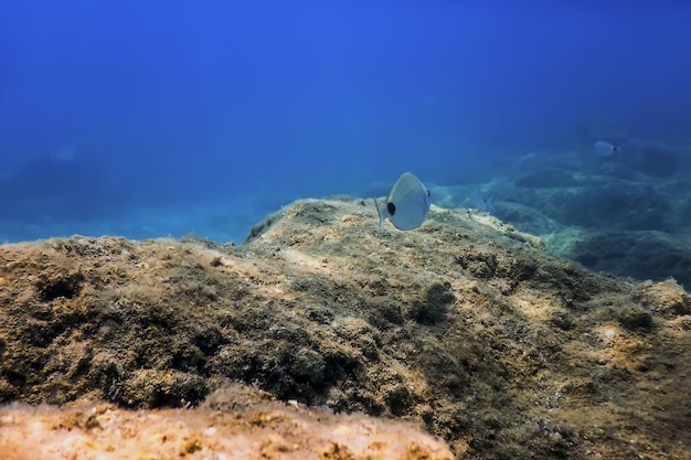 vida marina bajo el agua rocas luz del sol vida submarina