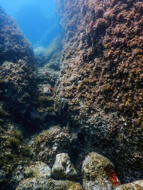 vida marina bajo el agua rocas luz del sol vida submarina