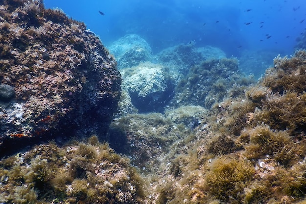 Vida marina bajo el agua rocas luz solar bajo el agua vida silvestre