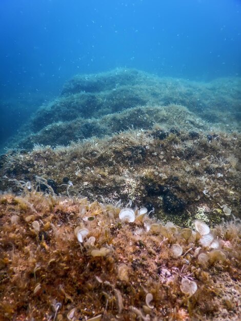 Vida marina bajo el agua rocas luz solar vida bajo el agua