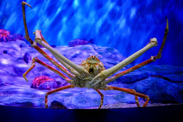Vida marinha, close-up tiro no caranguejo gigante com pedra e planta