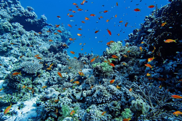 Vida marinha colorida do Mar Vermelho. Corais e peixes brilhantes, fotografia subaquática. Sharm El Sheikh,