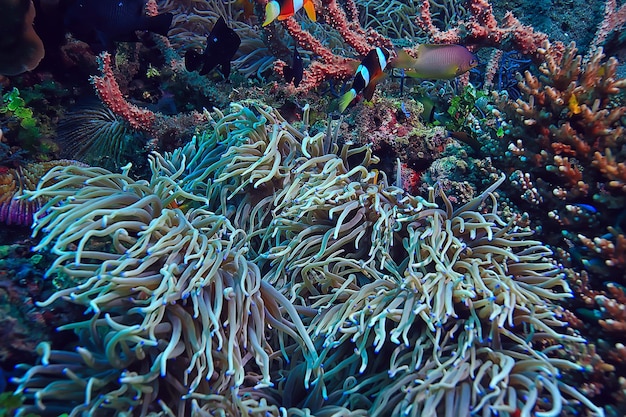 vida marinha da esponja subaquática/cena subaquática do recife de corais paisagem abstrata do oceano com esponja