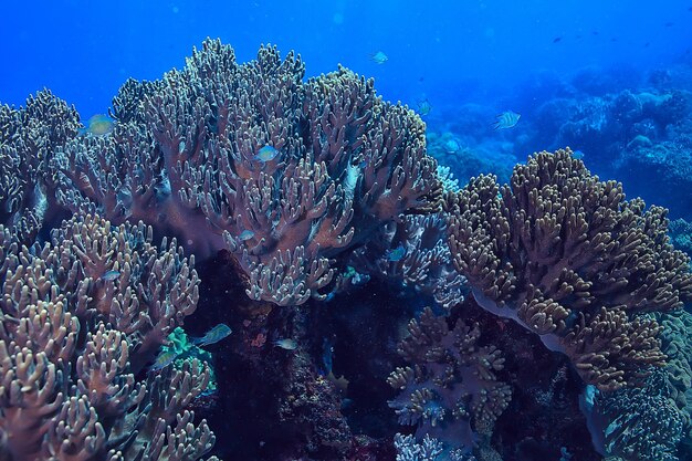 vida marinha da esponja subaquática/cena subaquática do recife de corais paisagem abstrata do oceano com esponja