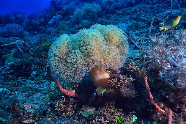 vida marinha da esponja subaquática/cena subaquática do recife de corais paisagem abstrata do oceano com esponja