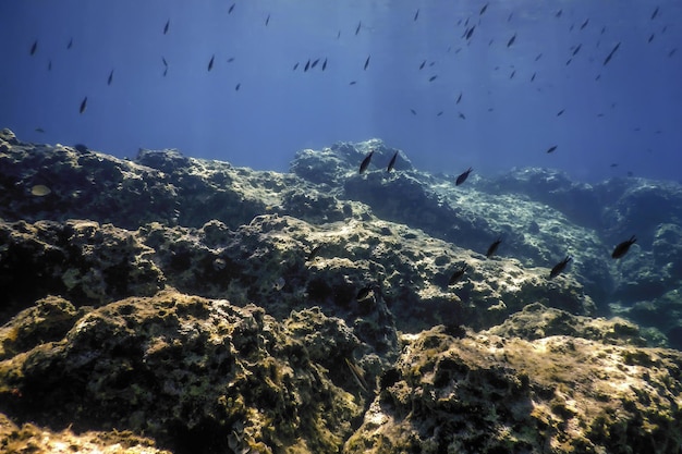 Vida marinha debaixo d'água Fundo marinho rochoso Vida subaquática