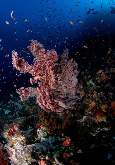 Vida marinha do Parque Nacional de Komodo, Indonésia.